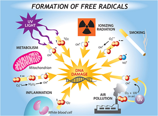 Free Radicals Enemies Within What Are They And How Are They Formed 